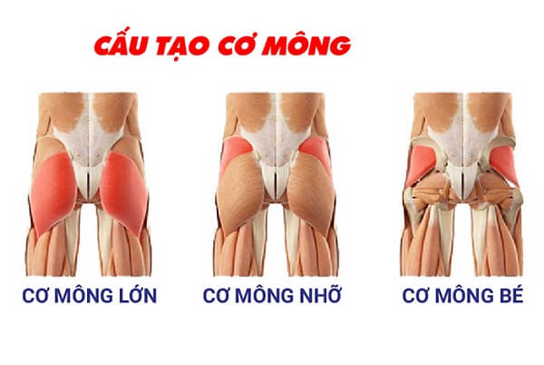Đau cơ mông và cách điều trị khi đau cơ mông