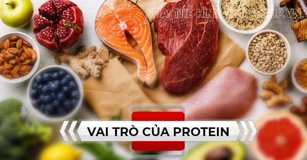 Những điều cần biết về protein, tác dụng với người tập gym